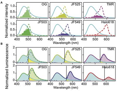 Improved HaloTag Ligand Enables BRET Imaging With NanoLuc